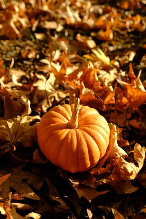 New Jersey Fall Activities